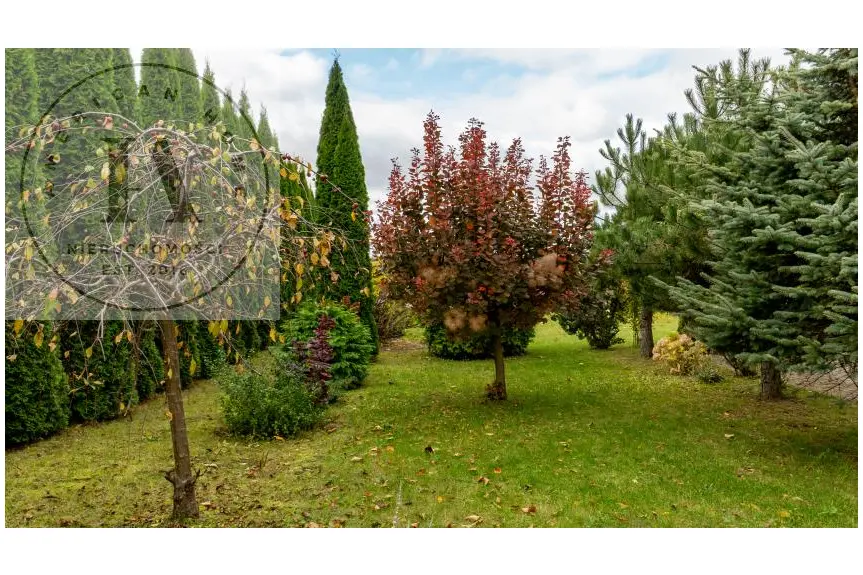 Elbląg, Jemiołowa, Styl, cisza, prestiż